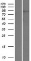 HIPK1 Protein - Western validation with an anti-DDK antibody * L: Control HEK293 lysate R: Over-expression lysate