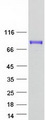 HIRIP3 Protein - Purified recombinant protein HIRIP3 was analyzed by SDS-PAGE gel and Coomassie Blue Staining