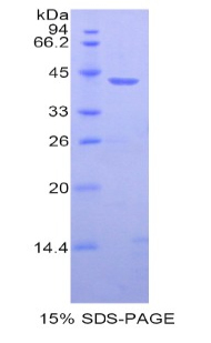 HIST1H2AB Protein - Recombinant Histone Cluster 1, H2ab By SDS-PAGE