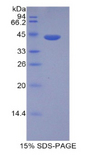 HIST1H2AD Protein - Recombinant Histone Cluster 1, H2ad By SDS-PAGE