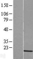 HIST1H2AG Protein - Western validation with an anti-DDK antibody * L: Control HEK293 lysate R: Over-expression lysate