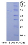 HIST1H2AG Protein - Recombinant Histone Cluster 1, H2ag By SDS-PAGE