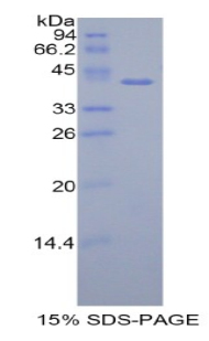 HIST1H2AH Protein - Recombinant Histone Cluster 1, H2ah By SDS-PAGE