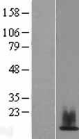 HIST1H2AJ Protein - Western validation with an anti-DDK antibody * L: Control HEK293 lysate R: Over-expression lysate