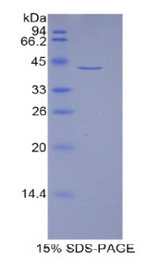 HIST1H2AJ Protein - Recombinant Histone Cluster 1, H2aj By SDS-PAGE