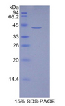 HIST1H2AJ Protein - Recombinant Histone Cluster 1, H2aj By SDS-PAGE