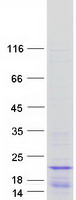 HIST1H2BB Protein - Purified recombinant protein HIST1H2BB was analyzed by SDS-PAGE gel and Coomassie Blue Staining