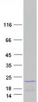 HIST1H2BF Protein - Purified recombinant protein HIST1H2BF was analyzed by SDS-PAGE gel and Coomassie Blue Staining