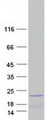 HIST1H2BF Protein - Purified recombinant protein HIST1H2BF was analyzed by SDS-PAGE gel and Coomassie Blue Staining