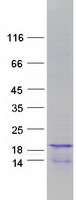 HIST1H2BH Protein - Purified recombinant protein HIST1H2BH was analyzed by SDS-PAGE gel and Coomassie Blue Staining