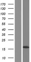HIST1H2BJ Protein - Western validation with an anti-DDK antibody * L: Control HEK293 lysate R: Over-expression lysate
