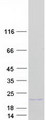 HIST1H2BJ Protein - Purified recombinant protein HIST1H2BJ was analyzed by SDS-PAGE gel and Coomassie Blue Staining