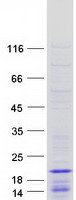 HIST1H2BO Protein - Purified recombinant protein HIST1H2BO was analyzed by SDS-PAGE gel and Coomassie Blue Staining