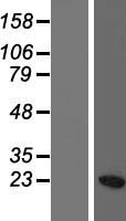 HIST1H3C Protein - Western validation with an anti-DDK antibody * L: Control HEK293 lysate R: Over-expression lysate