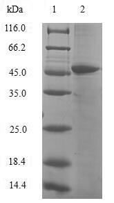 HIST1H3D Protein - (Tris-Glycine gel) Discontinuous SDS-PAGE (reduced) with 5% enrichment gel and 15% separation gel.