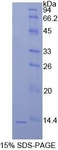 HIST1H4A Protein - Recombinant Histone Cluster 1, H4a By SDS-PAGE