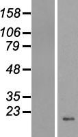 HIST1H4D Protein - Western validation with an anti-DDK antibody * L: Control HEK293 lysate R: Over-expression lysate