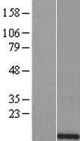 HIST1H4L Protein - Western validation with an anti-DDK antibody * L: Control HEK293 lysate R: Over-expression lysate