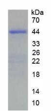 HIST2H2AC Protein - Recombinant Histone Cluster 2, H2ac By SDS-PAGE