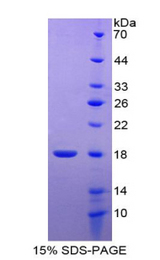HIST2H2BE Protein - Recombinant Histone Cluster 2, H2be By SDS-PAGE