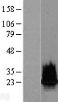 HIST2H2BF Protein - Western validation with an anti-DDK antibody * L: Control HEK293 lysate R: Over-expression lysate