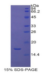 HIST2H3A Protein - Recombinant Histone Cluster 2, H3a By SDS-PAGE