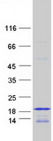 HIST3H2BB Protein - Purified recombinant protein HIST3H2BB was analyzed by SDS-PAGE gel and Coomassie Blue Staining