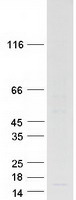 HIST4H4 Protein - Purified recombinant protein HIST4H4 was analyzed by SDS-PAGE gel and Coomassie Blue Staining