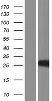 Histone H1t Protein - Western validation with an anti-DDK antibody * L: Control HEK293 lysate R: Over-expression lysate
