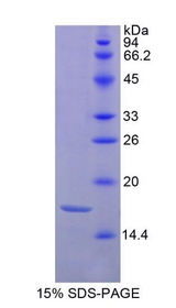 Histone H3 Protein - Recombinant Histone H3 By SDS-PAGE