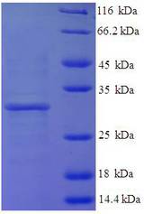 Histone H3.3 Protein