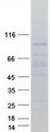HIWI2 / PIWIL4 Protein - Purified recombinant protein PIWIL4 was analyzed by SDS-PAGE gel and Coomassie Blue Staining