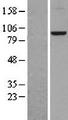 HJURP Protein - Western validation with an anti-DDK antibody * L: Control HEK293 lysate R: Over-expression lysate