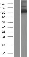 HK1 / Hexokinase 1 Protein - Western validation with an anti-DDK antibody * L: Control HEK293 lysate R: Over-expression lysate