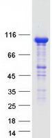 HK3 / Hexokinase 3 Protein - Purified recombinant protein HK3 was analyzed by SDS-PAGE gel and Coomassie Blue Staining