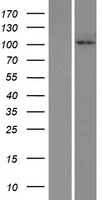 HKDC1 Protein - Western validation with an anti-DDK antibody * L: Control HEK293 lysate R: Over-expression lysate