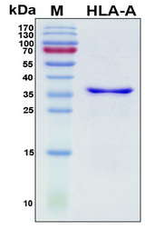 HLA-A Protein