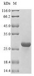 HLA-DMB Protein - (Tris-Glycine gel) Discontinuous SDS-PAGE (reduced) with 5% enrichment gel and 15% separation gel.