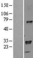 HLA-DPB1 Protein - Western validation with an anti-DDK antibody * L: Control HEK293 lysate R: Over-expression lysate
