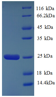 HLA-DQA2 Protein
