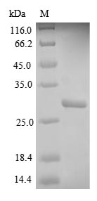 HLA-DQB1 Protein - (Tris-Glycine gel) Discontinuous SDS-PAGE (reduced) with 5% enrichment gel and 15% separation gel.