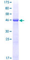 HLA-DQB2 Protein - 12.5% SDS-PAGE of human HLA-DQB2 stained with Coomassie Blue