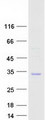 HLA-DQB2 Protein - Purified recombinant protein HLA was analyzed by SDS-PAGE gel and Coomassie Blue Staining