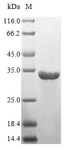 HLA-DRA Protein - (Tris-Glycine gel) Discontinuous SDS-PAGE (reduced) with 5% enrichment gel and 15% separation gel.