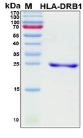 HLA-DRB1 Protein