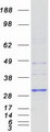 HLA-DRB4 Protein - Purified recombinant protein HLA-DRB4 was analyzed by SDS-PAGE gel and Coomassie Blue Staining