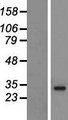 HLA-DRB5 Protein - Western validation with an anti-DDK antibody * L: Control HEK293 lysate R: Over-expression lysate