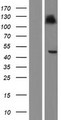 HLA-F Protein - Western validation with an anti-DDK antibody * L: Control HEK293 lysate R: Over-expression lysate