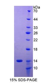 HLA-G Protein - Recombinant Major Histocompatibility Complex Class I G By SDS-PAGE
