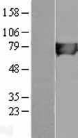 HLCS / HCS Protein - Western validation with an anti-DDK antibody * L: Control HEK293 lysate R: Over-expression lysate